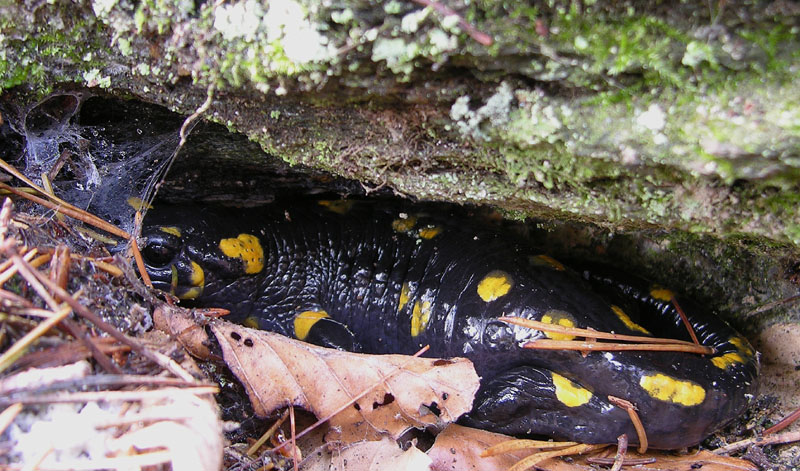 Funghi di sabato 08 novembre.